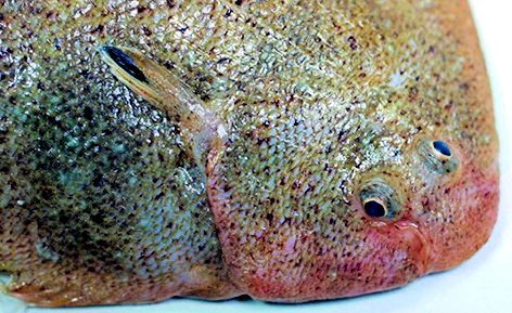 Pegusa lascaris_13.jpg